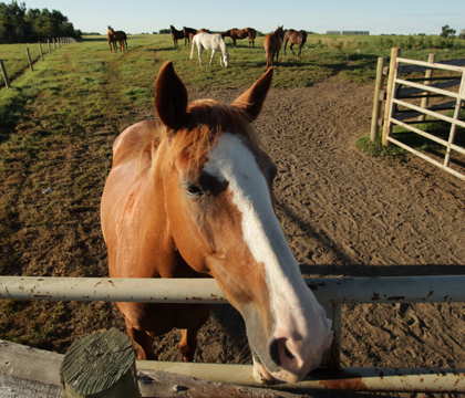 A herd of horses at the WCVM's Goodale Research Farm. Photo: Michael Raine.