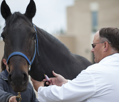 WCVM clinician Dr. Steve Manning collects blood from a horse for a Coggins test. Photo: Christina Weese.