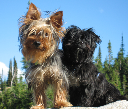 Small breed dogs such as Yorkshire terriers, poodles and Pomeranians, often develop tracheal collapse. Photo: Jacqueline Rademaker, courtesy of the MVMA Great Manitoba Dog Party photo contest.