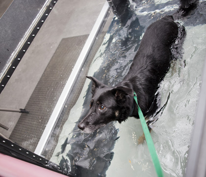 Four-year-old Rose exercises in the WCVM Veterinary Medical Centre's aquatic treadmill. Photo: Christina Weese.
