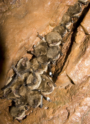 Bats in a Manitoba mine