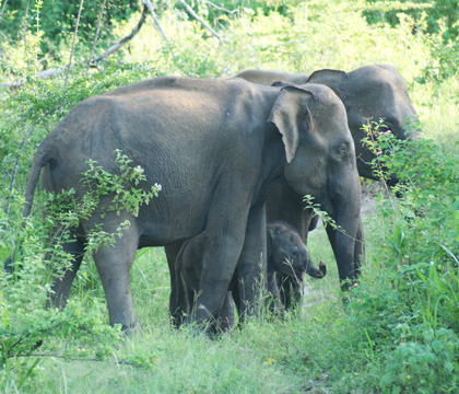 Elephants in Sri Lanka. Photo courtesy of Dr. Ted Leighton.