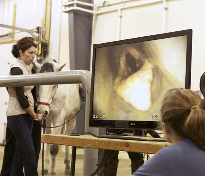 Dr. Andrea Plaxton performs an endoscopy in a sedated horse during a demonstration at the Saskatchewan Equine Expo.