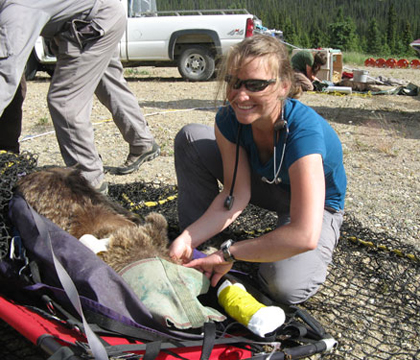 Program veterinarian Jane Harms monitors the pulse of a female grizzly bear following immobilization. Photo: Ken Alderson, Government of Yukon