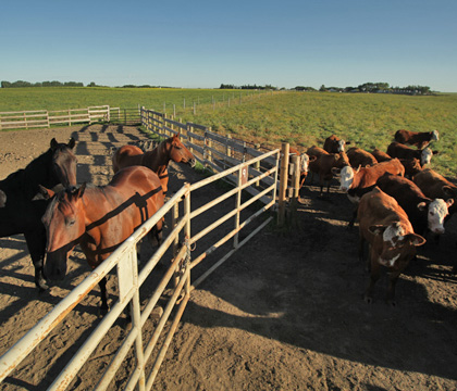 Dr. Barry Blakley, WCVM toxicologist: Any time a horse gets exposed to monensin, it's a problem. Photo: Michael Raine.