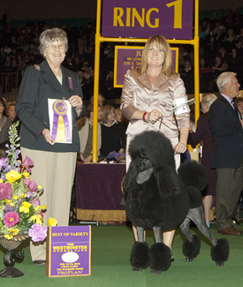 Vetset Kate Winsit with her handler at the Westminister Kennel Club Dog Show in February 2012. Photo courtesy of Dr. Elly Holowaychuk.