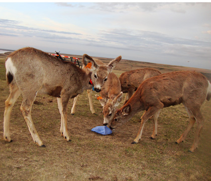 Nine-month-old juvenile mule deer at a salt lick in Antelope Creek, Sask. The photo was taken by a triggered-by-movement camera in April 2010.