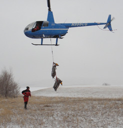Helicopter drops off two mule deer