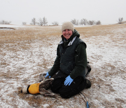 WCVM graduate student Dr. Jamie Rothenburger with an anesthetized mule deer at Saskatchewan Landing Provincial Park. Photo: Christine Wilson.