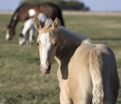 A paint foal at the farm of Saskatoon horse breeders Jack and Shirley Brodsky.