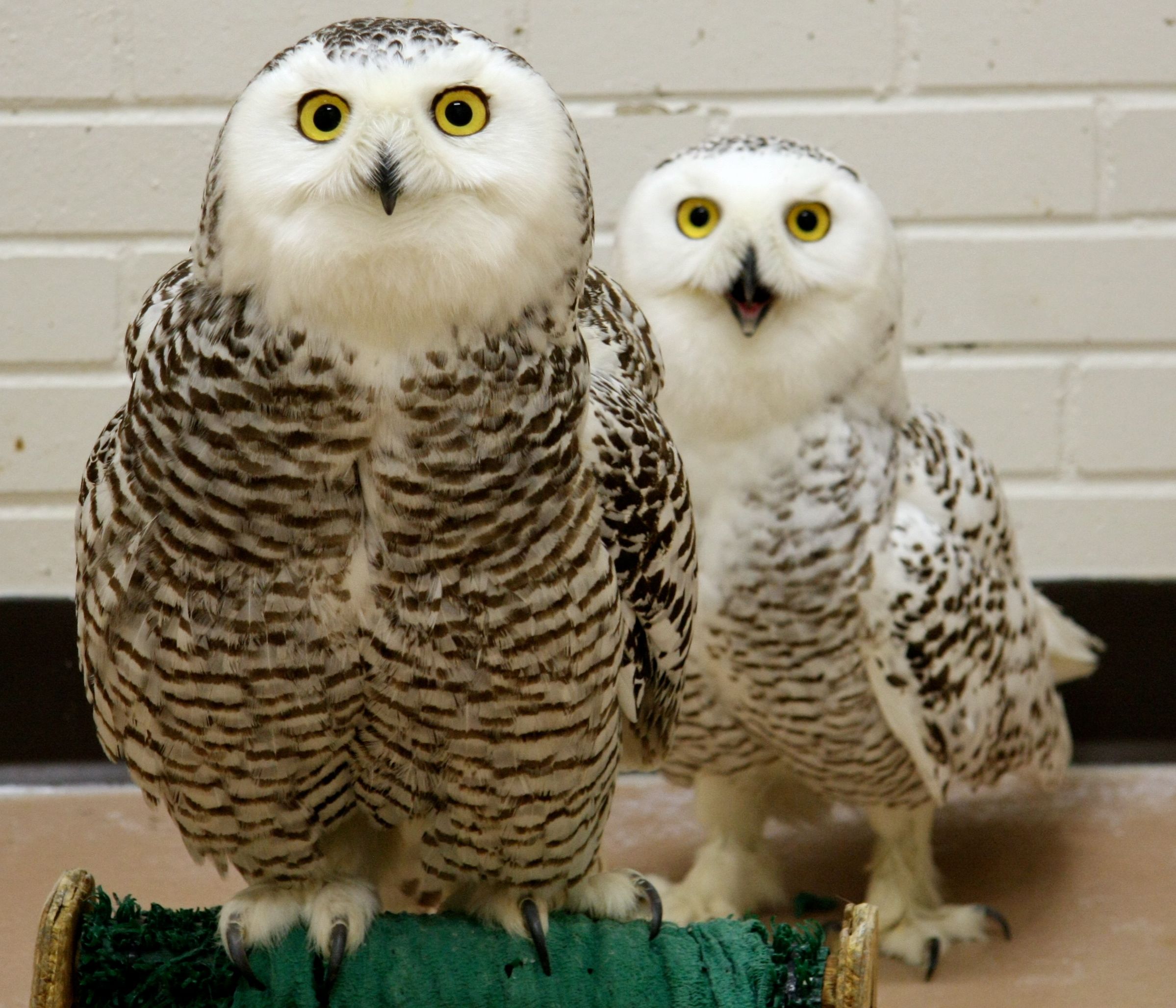 Decker and Snow Princess, two snowy owls under WEAMS care. Photo: Melissa Cavanagh