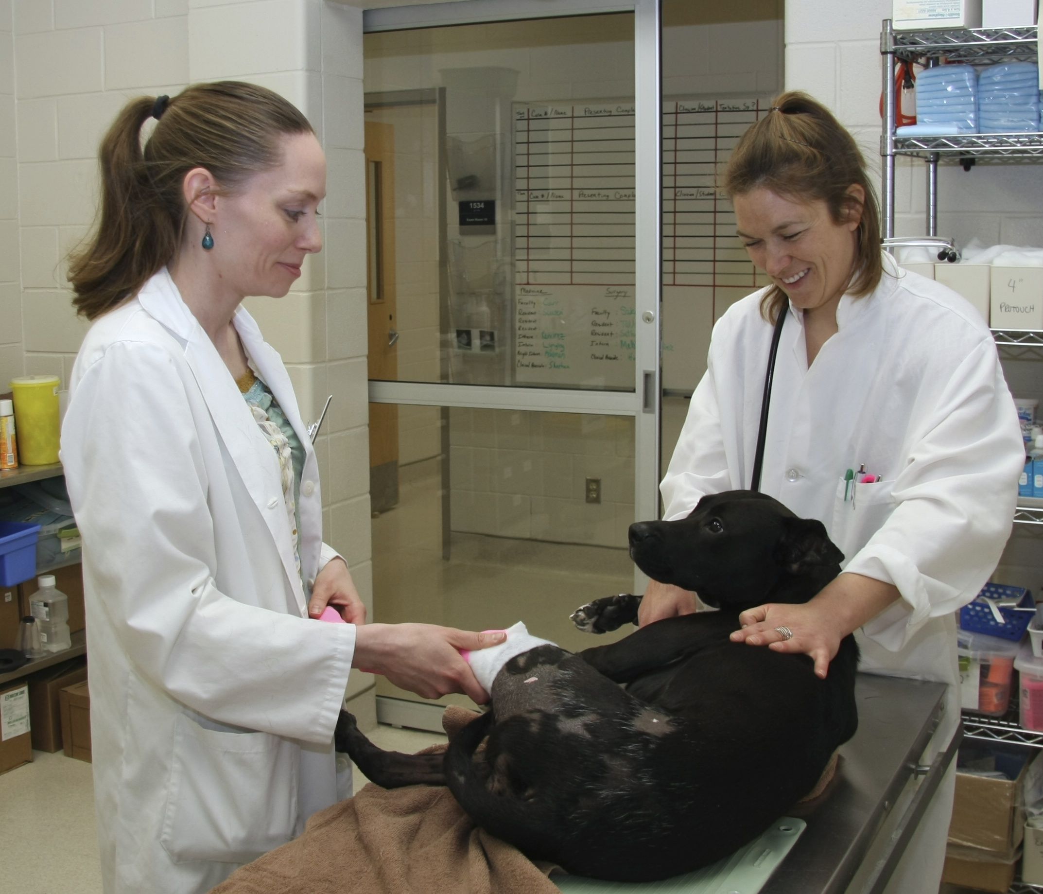 Dr. Amanda Tallant at work in the WCVM's Veterinary Medical Centre. Photo: Melissa Cavanagh.