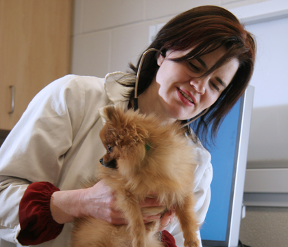 While most veterinarians recommend vaccinating adult dogs against distemper virus every three years, dog owners may consider vaccinating sooner during an outbreak. Photo: Debra Marshall.