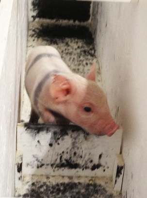 All of the pigs in Bilsborrow's project were trained to navigate their way through a chute containing two four-inch hurdles. Photo: Kayla Bilsborrow. 