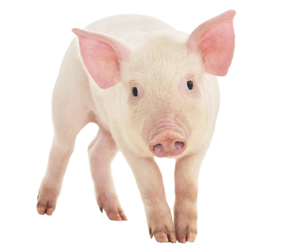 Veterinary student Kayla Bilsborrow's research study looked at specific pain behaviours associated with castration in pigs. Photo: istockphoto.com.