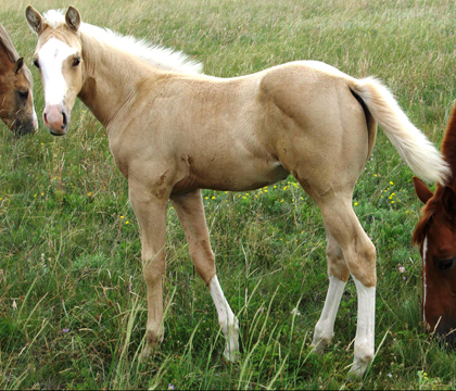 One of three registered quarter horse foals whose sale proceeds were donated to the WCVM Equine Health Research Fund between 2008 and 2010 by the Brickleys. Photo courtesy of Bob Brickley.