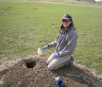 Sarah Champagne swabs for fleas in Grasslands National Park. Photo: Dr. Todd Shury.