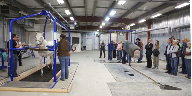 Clinicians demonstrated the equine treadmill during the WCVM horse health evening. Photo: Myrna MacDonald.