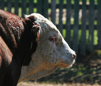Hereford bull. Photo: Michael Raine.
