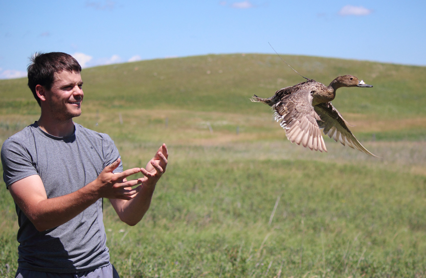 U of S biology student David Johns watches a pintail duck take flight. Photo: U of S Research Communications.