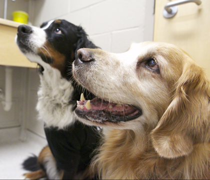 Magnus (left) and Oliver (right), two of the WCVM Veterinary Medical Centre's oncology patients. Photo: Myrna MacDonald.