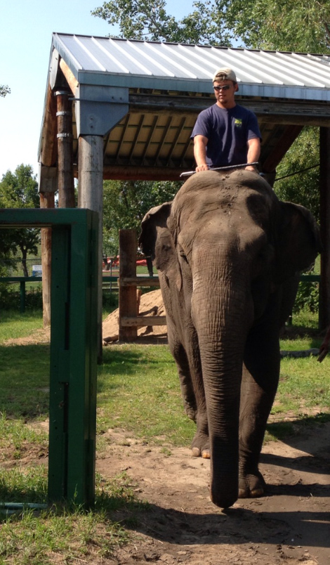 Veterinary student Daren Mandrusiak astride Lucy the elephant at the Edmonton Valley Zoo. Photo courtesy of Daren Mandrusiak. 