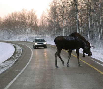 The U of S is continuing research of moose in rural Saskatchewan. Photo: On Campus News.