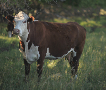 A hereford-cross cow keeps a wary eye on a visitor while her calf grazes behind her. Photo: Michael Raine.