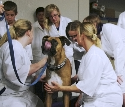 VetMed campers try out their pet rehabilitation skills with a canine patient. Photo: Melissa Cavanagh.