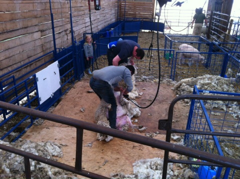 Young spends the summer months as a custom sheep shearer in Saskatchewan. 