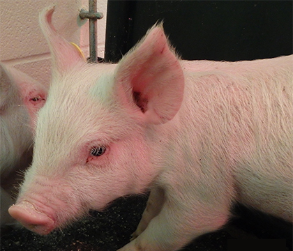Young pigs are susceptible to Brachyspira, a bacteria that causes bloody diarrhea and significant production losses.