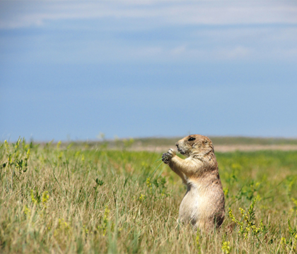Black-tailed prairie dogs can carry fleas, which have been known to carry the bacteria Yersinia pestis – the causal agent of plague.