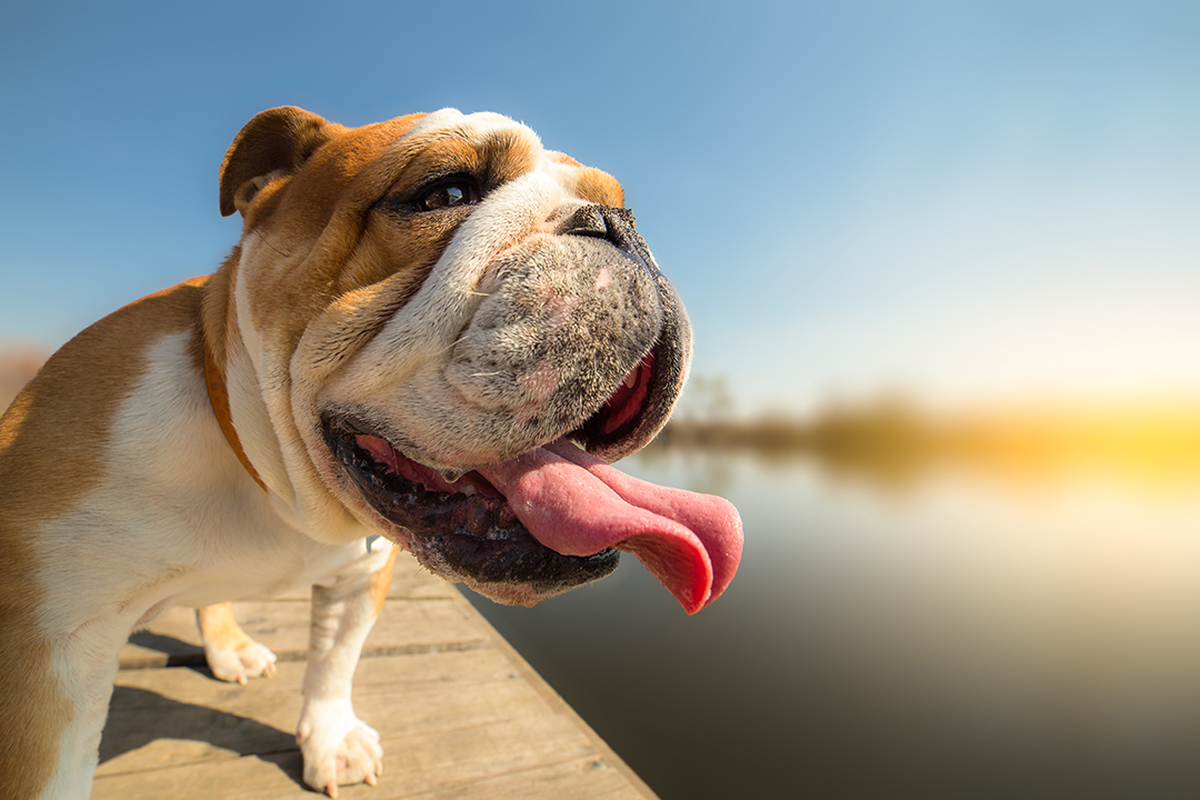 Pitbulls, dalmations and bulldogs with short, light-coloured coats are more susceptible to sunburns. Photo: iStockphoto.com.