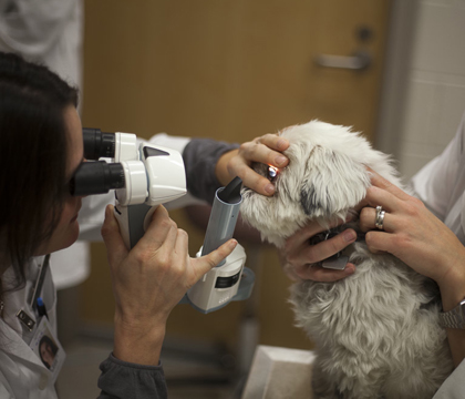 WCVM ophthalmologists will offer free eye exams to certified service animals during the month of May. Photo: Christina Weese.