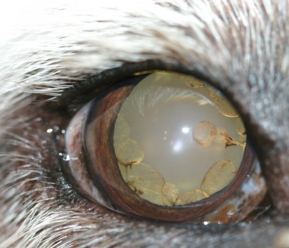 Pigmentary uveitis is an inherited condition, and the cause of it is still unknown.