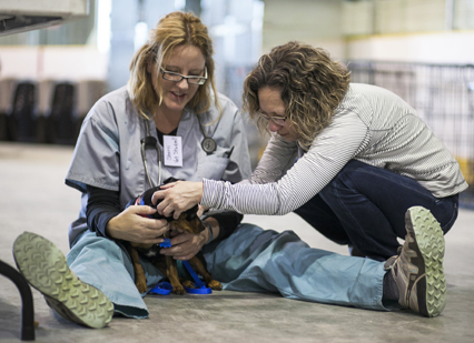 Veterinary student Sherri Woods and WCVM surgeon Dr. Cindy Shmon examine a canine patient. 