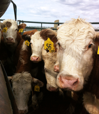 WCVM researchers are feeding ergot-contaminated grain to beef cattle as part of a feed trial.