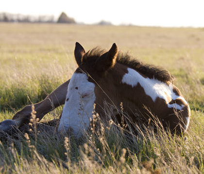 During the first few months of their lives, foals are highly susceptible to bacterial infections and toxins because of their immature immune system. Photo: Myrna MacDonald.