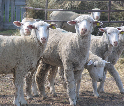 One of the provincially-funded studies at the WCVM will test the efficacy of a vaccine for enzootic abortion of ewes (EAE).