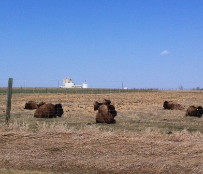The WCVM’s Specialized Livestock Research Facility has wood bison as an ongoing conservation effort.