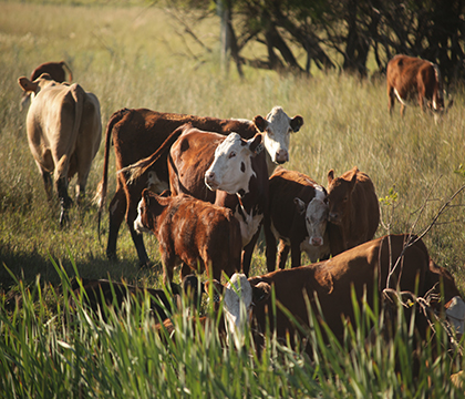 This research aims to inform the public about who Canadian beef producers are and why they are passionate about farming.