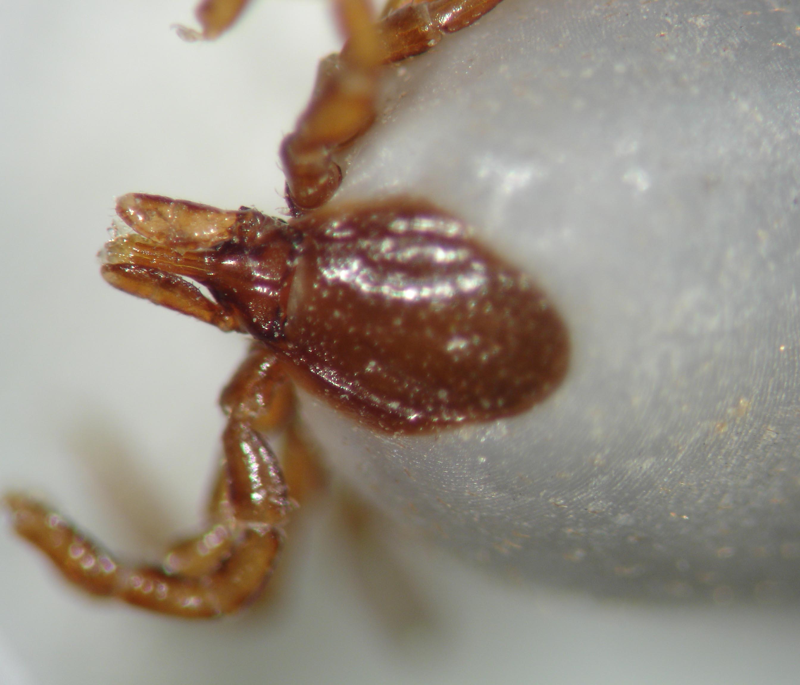 Close up photo of a tick.Photo Credit: Clare Anstead