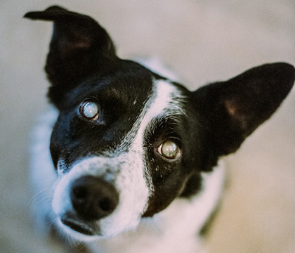 Dental surgery helped to transform Cynthia Dyck’s dog Ben into a happy, friendly pet. Photo: Derek Mortensen.