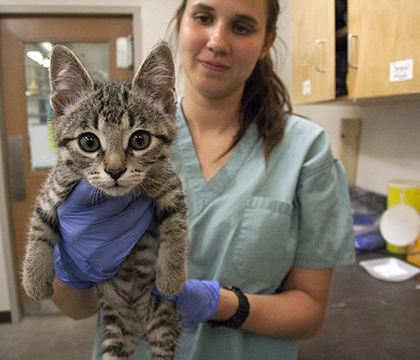Dr. Diti Antonopoulos with a kitten rescued from northern Saskatchewan. Photo: Jeanette Stewart. 