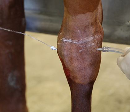 Arthroscopic lavage has proven successful as a treatment option, but researchers still need to know more. Photo by Lea Riddell.