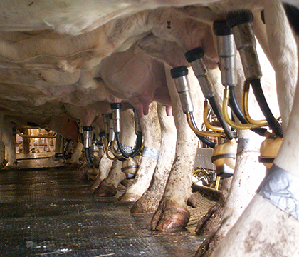 Researchers evaluated milking procedures on farms. Photo by Rochelle Braun. 