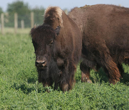 Anthrax has been detected in a Saskatchewan bison herd. Photo: Michael Raine.