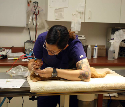 A CARE volunteer works to treat a cat during one of their clinics. Photo courtesy CARE.