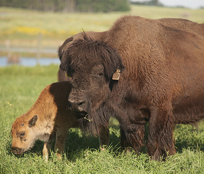 This summer's symposium will focus on bison health and disease. Photo: Michael Raine.