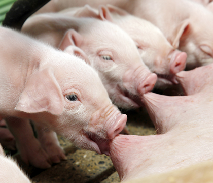 Porcine epidemic diarrhea virus (PEDv) affects suckling piglets. iStockphoto.com.